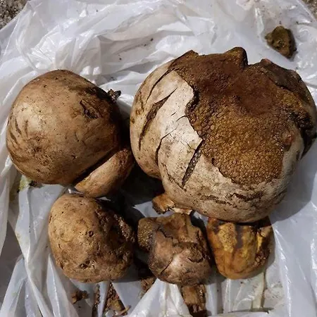 La Casetta In Canada' - Singola Ed Indipendente, Comoda A Pochi Passi Dal Mare Situata Nel Centro Storico *